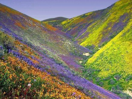 Wild flowers valley in Dalat