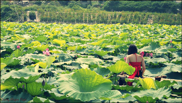 lotus in west lake hanoi