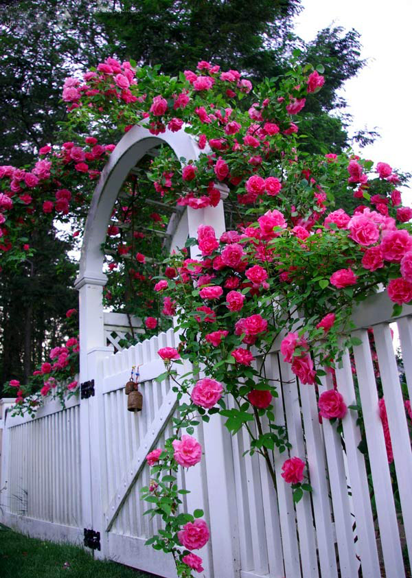 Flower gate in Dalat