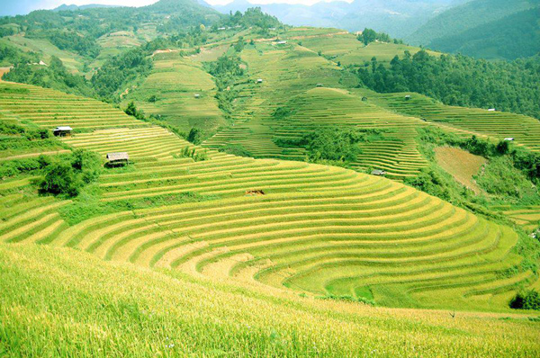 Mu Cang Chai – The yellow autumn in the highland