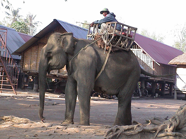 elephant trek