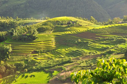 Terraced fields SaPa