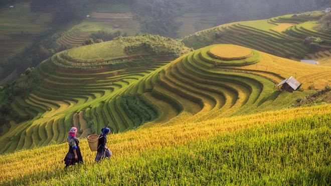 Mu cang chai