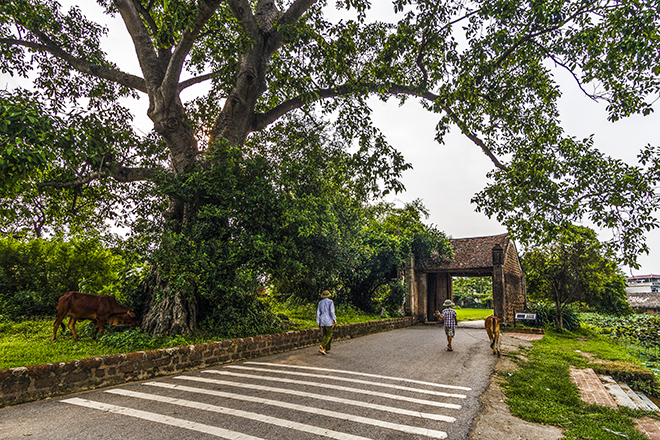 hanoi Duong Lam ancient village  hanoi day trip